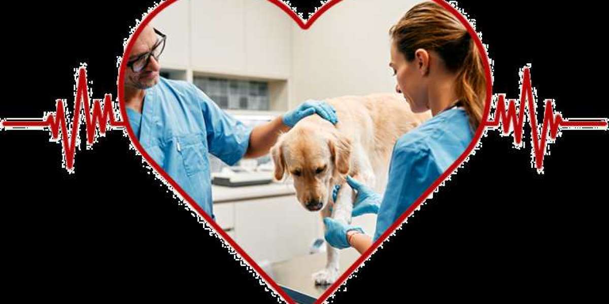 Essential Guide to Immediate Trauma Care for Pets: What Every Pet Owner Should Know