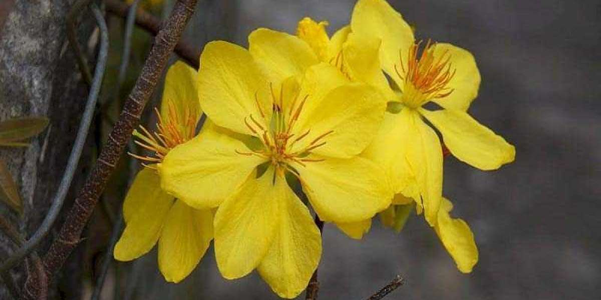 Top 10 Show Diễn Nghệ Thuật Đáng Xem Nhất: