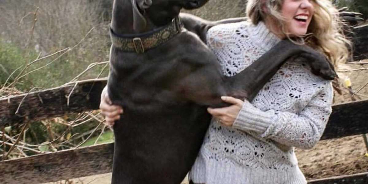 Dog Walking in Bellevue — Franklin Pet Sitting Style