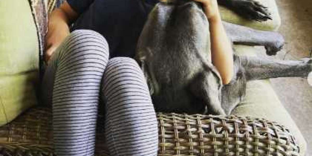 Overnight Pet Sitting: Comfort, Care, and Peace of Mind