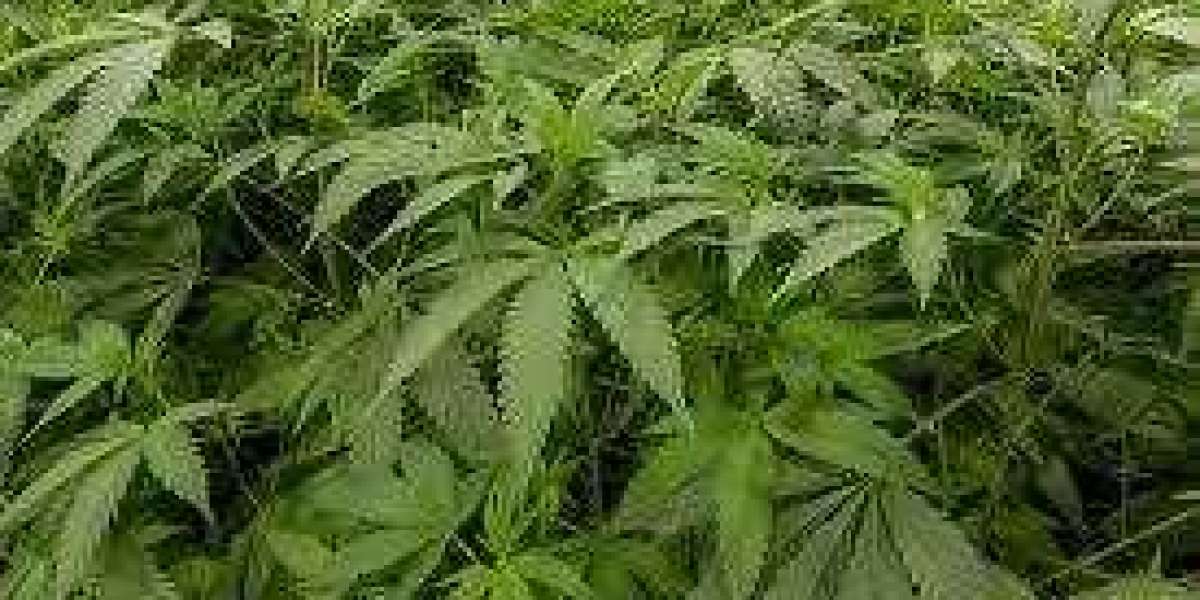 THCA Hemp Flower Trends: Why More Buyers Are Searching for It