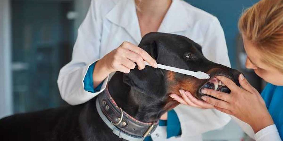 Complete Dog Dental Cleaning Brampton Guide: Keep Your Pet Healthy